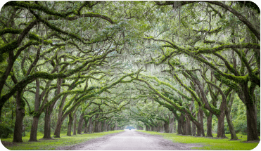 Road lined with moss-covered trees in Aiken, SC
